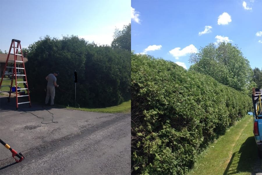 Hedge Trimming Handyman Services Hedge Trimming Handyman Services.jpg